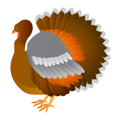 vector turkey bird isolated