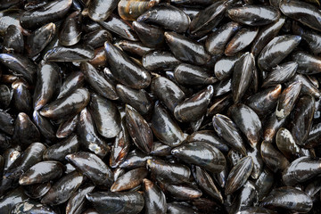 Full frame fresh closed mussels