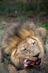 Detail of a lion in a Safari in Botswana