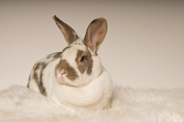 Hase auf Schafsfell