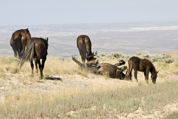 Naklejka premium White Mountain Mustangs