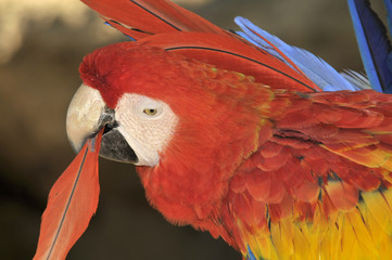 Toilette d'ara 1 © Adrien Roussel