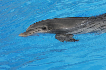 Delfin © Stefan Richter