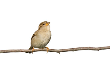 sparrow perched on a branch prepared to fly