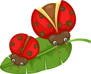 ladybugs on the leaf