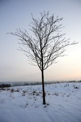 tree in winter land scape
