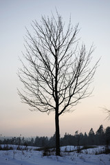 tree in winter land scape