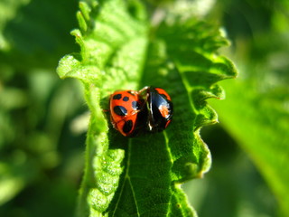 Marienkäfer