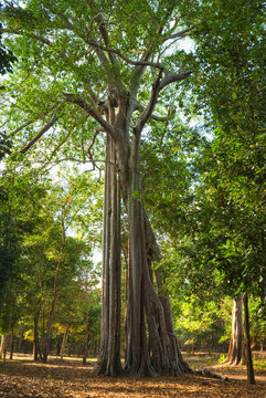Big Tree in a tropical forest, Cambodia.