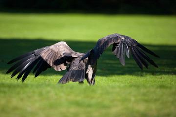 Obraz premium Very rare species of bird of prey