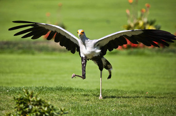 Very rare species of bird of prey