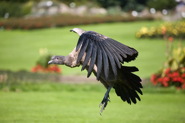 Very rare species of bird of prey