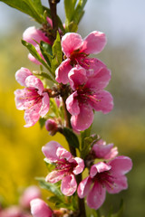 Cherry Blossom / Kirschblüte