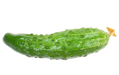 Green cucumber