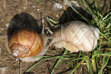 Weinbergschnecken