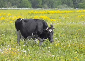Cow in the meadow solar day