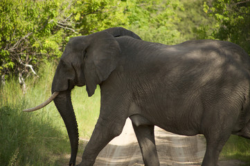 Elephant in Moremi Nature Reserve in Botswana