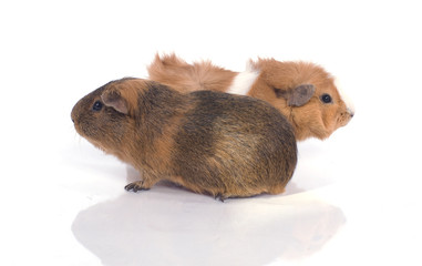 deux cobaye sur fond blanc