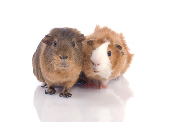 deux cobaye cote à cote