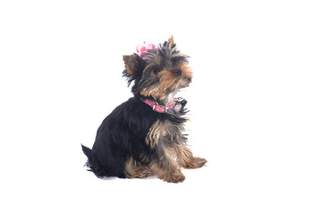 chiot yorkshire de 3 mois