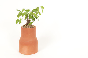 Green plant over white background
