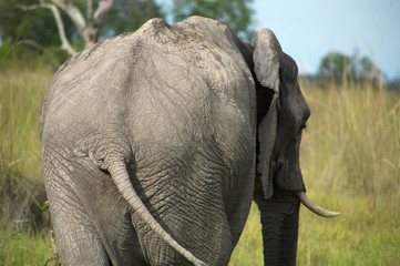 Elephant in Moremi Nature Reserve in Botswana