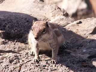 ground squirrel