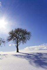 Winter, Baum