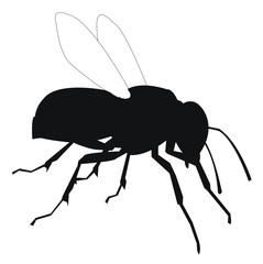 wasp