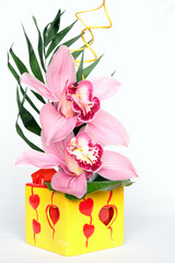 orchidée phalaenopsis