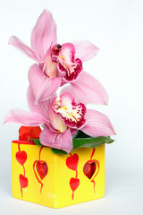 orchidée phalaenopsis