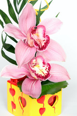 Naklejka na ściany i meble orchidée phalaenopsis