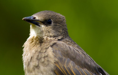 Sparrow in a garden on a sunny day