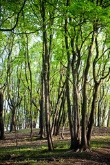 Green forest in springtime