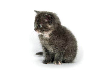 Obraz premium Cute gray kitten