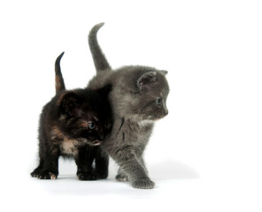 Two kittens playing