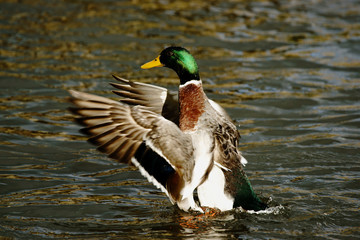 canard battant des ailes