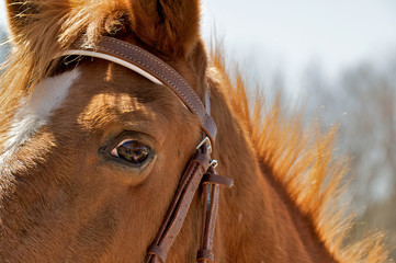 Fearful eye of a horse with the humans reflected in the eye.