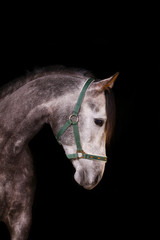 horse indoors, on black