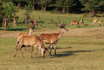 deer