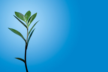 Green plant