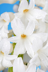 white pearl hyacinth