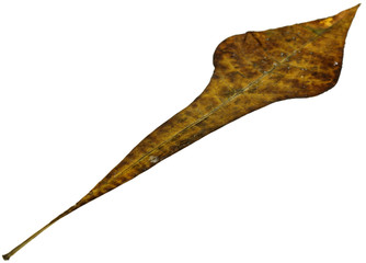 feuille sèche frangipanier fond blanc