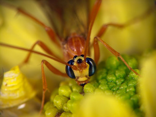 Ophion (Family Ichneumonidae)