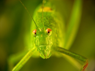 Locusta migratoria