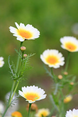 Fototapeta premium Field of daisy.