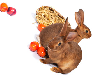 Easter bunnies with Eggs in basket