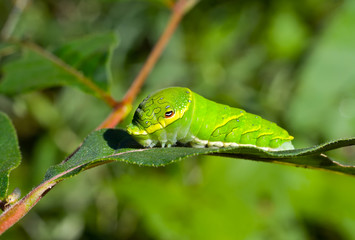 Green caterpillar on leaf 6