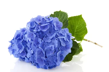 Foto op Plexiglas Hydrangea Blauwe hortensia