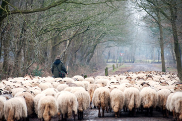 Sheep herd in winter